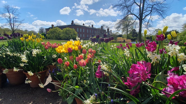 Pots of colourful spring flowers in the Dunham Massey Gardens under a blue sky with the house in the background